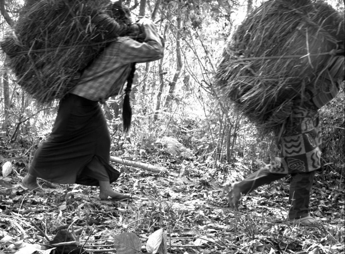 Women gathering grass in Chitwan