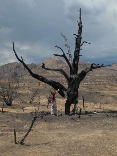 Burned tree in Las Conchas