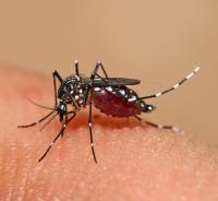Aedes aegypti mosquito feeding