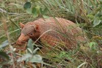 A giant armadillo moves through grass and brush cover of the Cerrado region in Brazil. Photo by Carly Vynne.