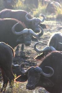 Botswana buffalo. Photo: Virginia Tech.