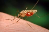 Malaria transmission peaks at much cooler temperatures than previously predicted