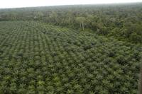 Oil palm plantations are clearing native forests and are unsuitable for wildlife.