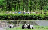 Research shows nature tourism isn't an automatic ticket out of poverty for people who transition from farming to tourism for economic improvement. Here, tourists watch pandas at China's Conservation and Research Center for the Giant Panda in Wolong Nature Reserve, May 2005. Photo: Wei Liu, Center for Systems Integration and Sustainability, Michigan State University