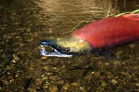 Why letting salmon escape could benefit bears and fishers