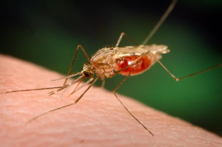 Mosquito With Malaria
